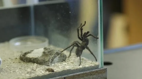 A Spider in glass Stock Footage 155357862