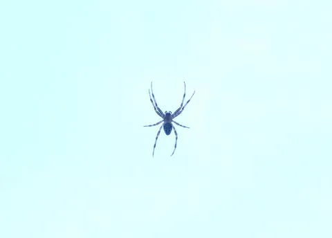 Spider on the glass window Stock Photos