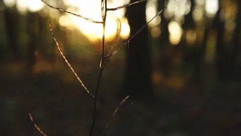 Spider go up and go down Video stock 82245966