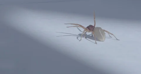 Spider go away Stock Footage 88392126