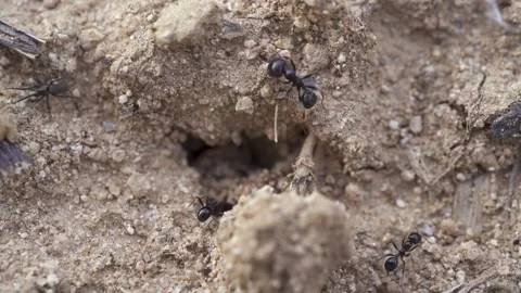 Spider going out of an ant nest. Stock Footage 231577677