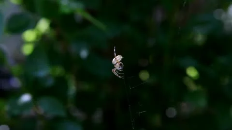 Spider gone from focus 库存影片 11493988