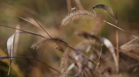 Spider on grass 2 Stock Footage 43802837