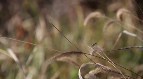 Spider on grass Stock Footage 43802829