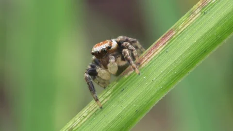 Spider on grass Stock Footage 116210128