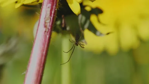 Spider on the grass. Macro. Stock Footage 194497598