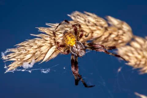 Spider on the grass Stock Photos