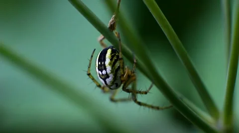Spider on grass stalk Stock Footage 63564024