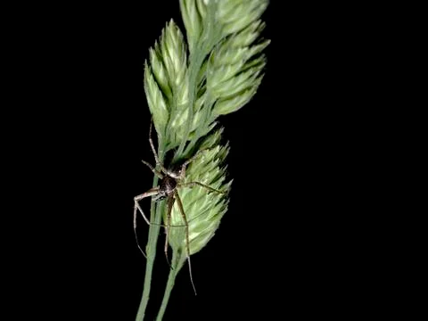 A spider in the grass in the summer 스톡 사진
