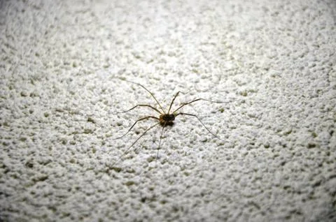 Spider on gray wall Stock Photos