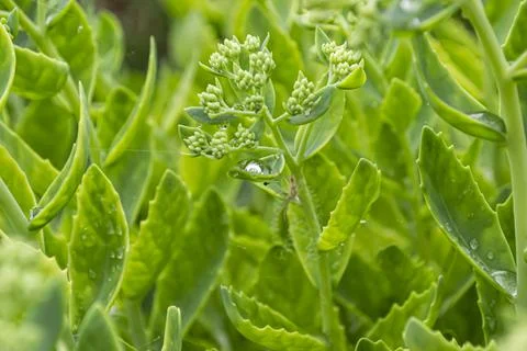 Spider on green background Stock Photos