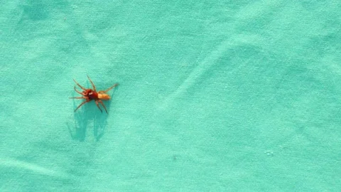 Spider on a green background. spider walking Stock Footage 147647893