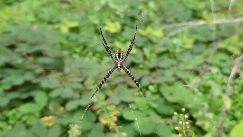 Spider in Green Video stock 237614290