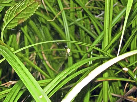 Spider on the green grass, close-up of the spider web Stock Photos
