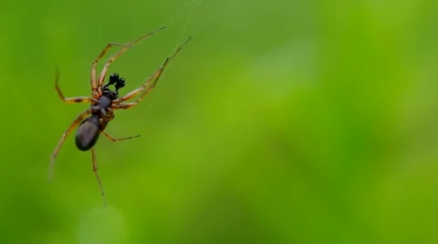 Spider in green grass Stock Footage 43179794