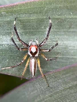 Spider on a green leaf (2) Fotos Stock