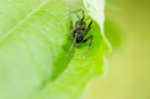 Spider in green leaf background Stock Photos