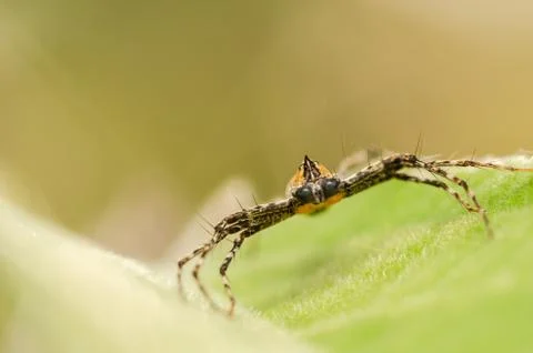 Spider in green leaf background Stock Photos