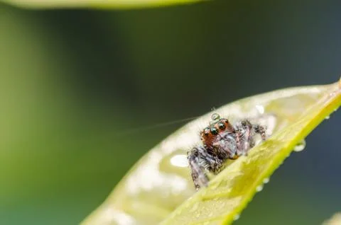 Spider in green leaf background Stock-Fotos