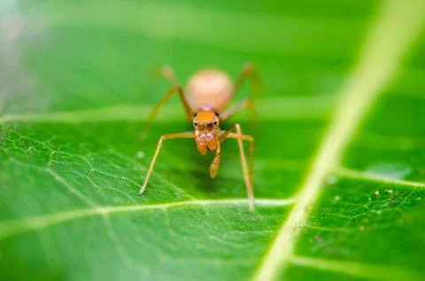 Spider on green leaf background Stock Photos