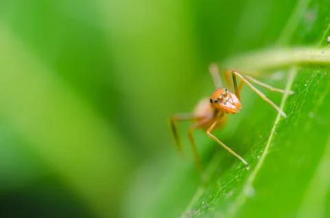 Spider on green leaf background Stock Photos