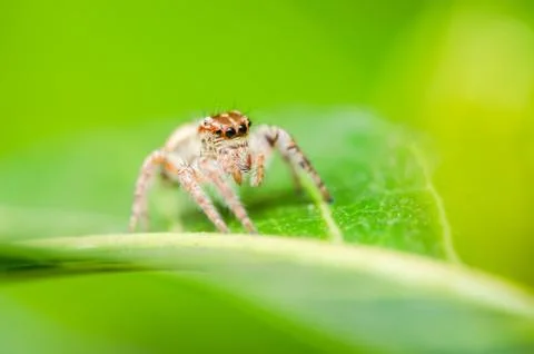 Spider in green leaf background Stock Photos