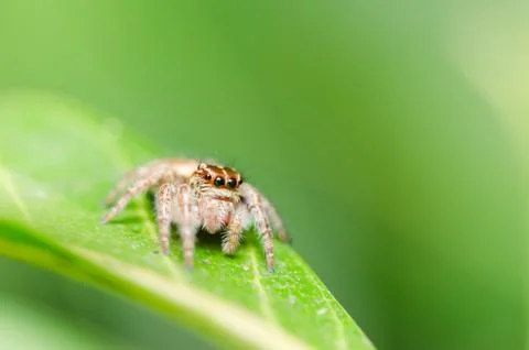 Spider in green leaf background Stock Photos