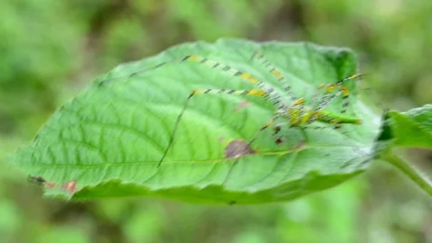 Spider on green leaf. 스톡 동영상 76359202