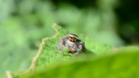 Spider on green leaf. 스톡 동영상 76359360