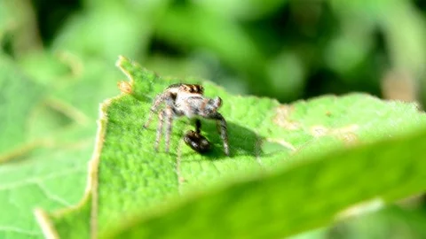 Spider on green leaf. Stockbeeldmateriaal 76359626