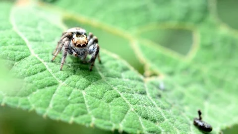 Spider on green leaf. Видео 76359739