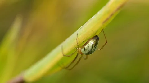 Spider on green leaf Stock Footage