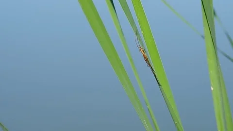 Spider on green leaf Stock Footage 81667842