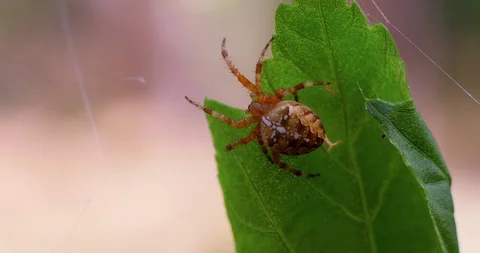 Spider On The Green Leaf Macro Stock Footage 101321492
