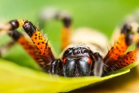 Spider on green leaf Stock Photos