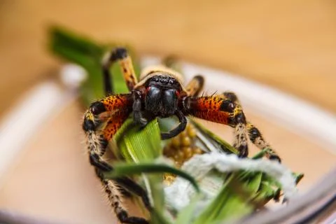 Spider on green leaf 스톡 사진