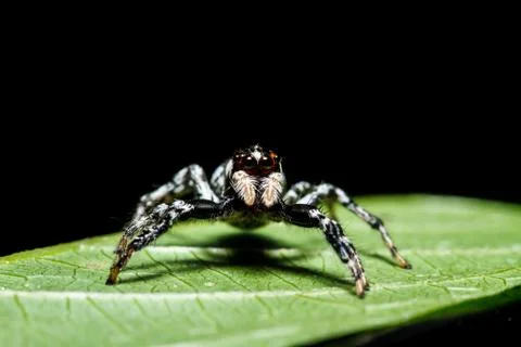 Spider on green leaf Stock Photos