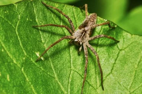 Spider on a green leaf Stock Photos