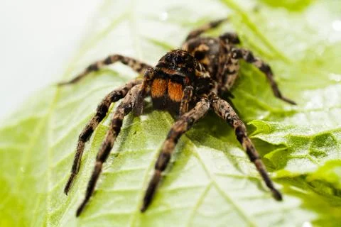Spider on a green leaf Stock Photos