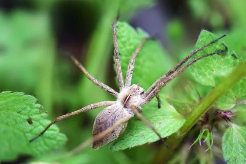 Spider  on green  leaf Stock Photos