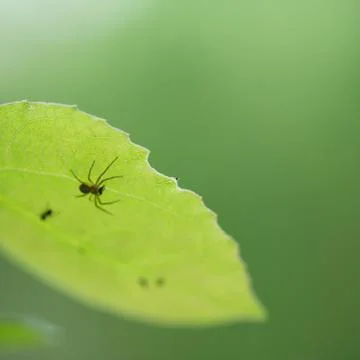 Spider on a green leaf Stock Photos