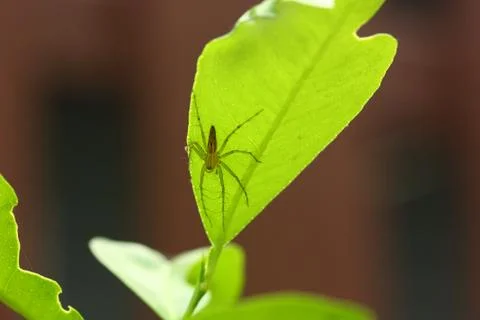 A spider on green leaf Stock Photos