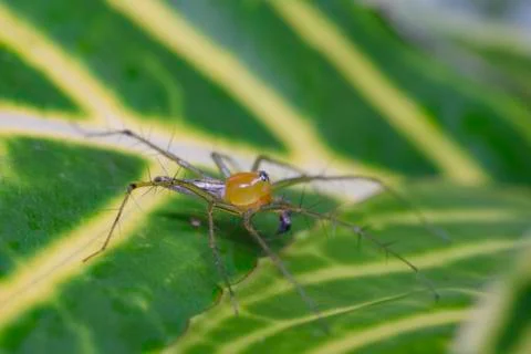 A spider on a green leaf Stock Photos