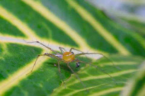 A spider on a green leaf Stock Photos