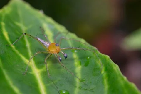A spider on a green leaf Stock Photos