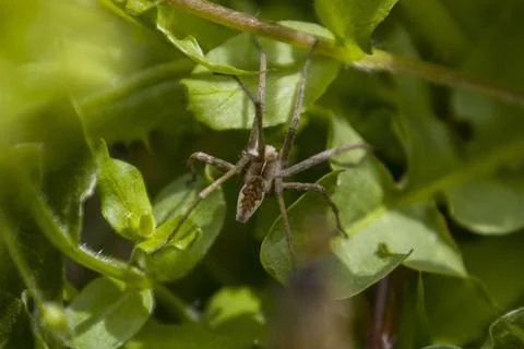 Spider on a green leaf Stock Photos
