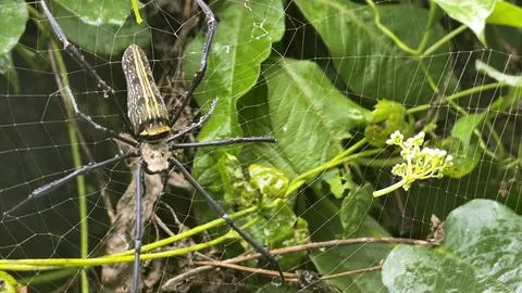 Spider with a green leaf Stock Photos