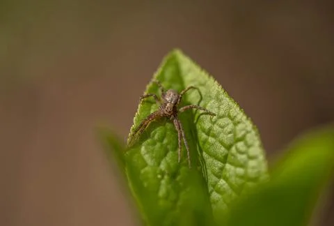 Spider on a green leaf, selective focus Stock Photos