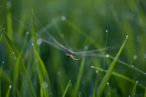 Spider in a green ricefield at dusk Stock Photos