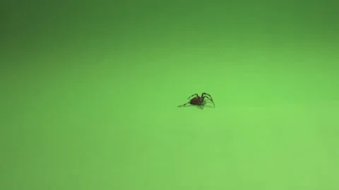 Spider on Green Screen Chroma Key Pt6 of... | Stock Video | Pond5